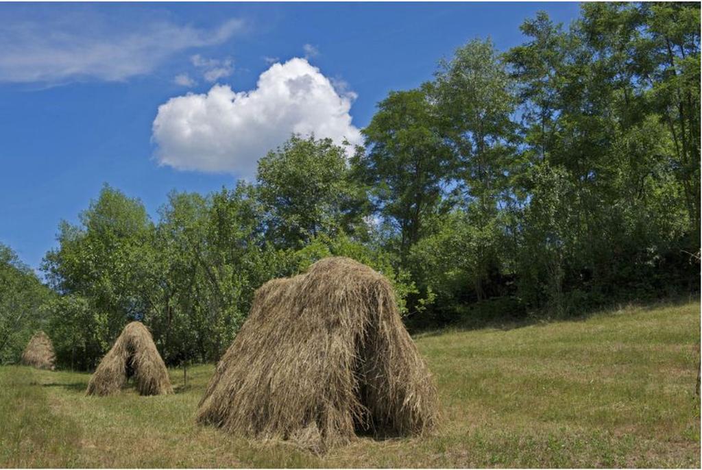 Pensiunea Valea Branzei Nanesti Buitenkant foto